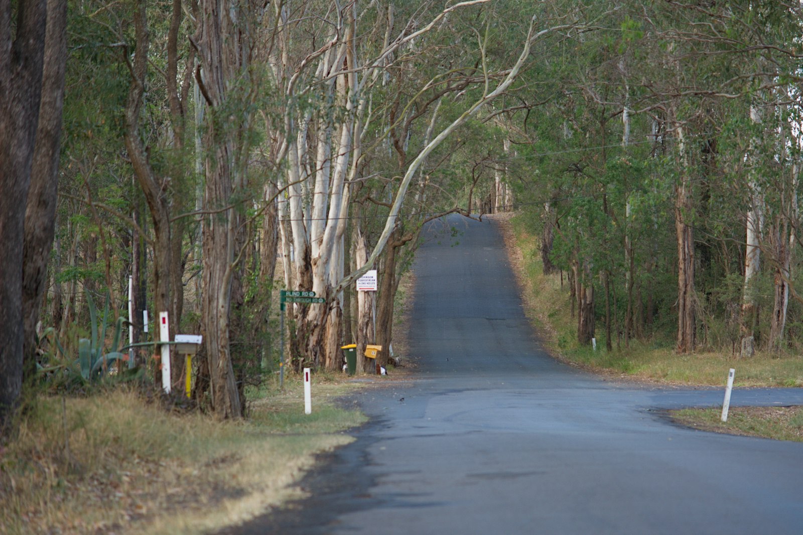 A paved road winding through dense forest